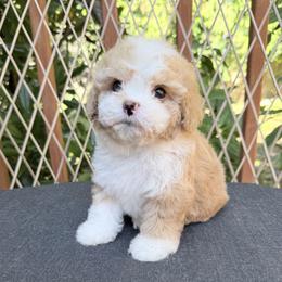 Cavapoo puppies from Sweetheart Doodles
