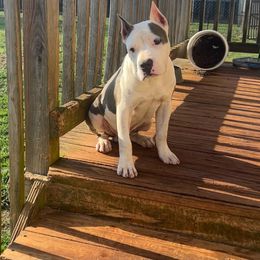 Boy 3 - Blue American Staffordshire Terrier puppy in Byron, Georgia from Lelani