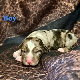 Boy 3 - Blue merle male Catahoula Leopard Dog puppy in Peyton, Colorado from Gunslinger Catahoulas