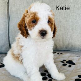 Katie - Blenheim female Cavapoo puppy in Aiken, South Carolina from Cavapoos of the Carolinas
