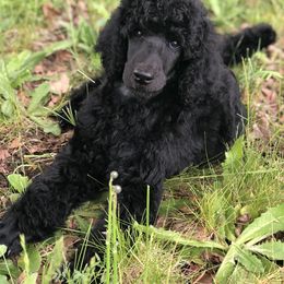 Poodle Puppies from Oakridge Standard Poodle