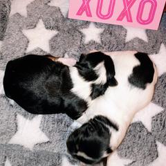 Shorkie puppies from Tina-Marie's Pups