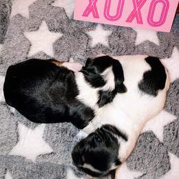 Shorkie puppies from Tina-Marie's Pups