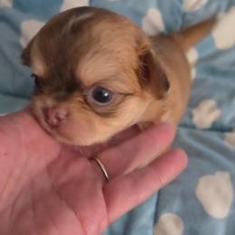 Zazu - Black sabled fawn male Chihuahua puppy in Kyle, Texas from joy of chihuahuas tx