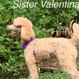 Sister  - Poodle
