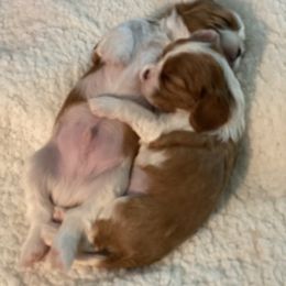 Cavalier King Charles Spaniel Puppies from Avion's Cavaliers