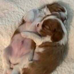 Cavalier King Charles Spaniel Puppies from Avion's Cavaliers