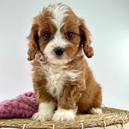Matilda - Red female Cavapoo puppy in Melissa, Texas from Southern Love Cavapoos & Maltipoos