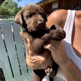 Labrador Retriever Puppies from The Sugar & Spice Ranch Labrador Retrievers