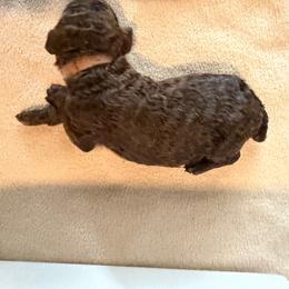 Pink - Brown female Poodle puppy in Atlanta, Georgia from Syren House Doodles & Poodles