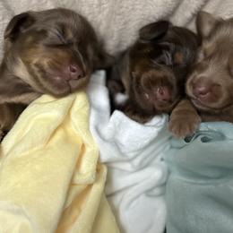 Dachshunds from Storybook Dachshunds