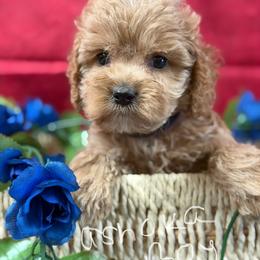 Ashoka red collar boy - Red male Cockapoo puppy in Haines City, Florida from Camic Cockapoos