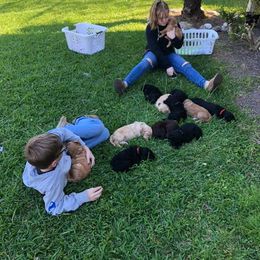 Labradoodle Puppies from Seventh Heaven Labradoodles