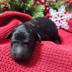 Girl 4 - Black female Bordoodle puppy in Hillsboro, Wisconsin from Nolichuckey Bordoodles
