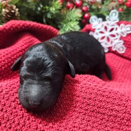 Girl 4 - Black female Bordoodle puppy in Hillsboro, Wisconsin from Nolichuckey Bordoodles