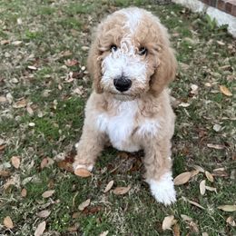 Goldendoodle Puppies from Johnson & Co Doodles