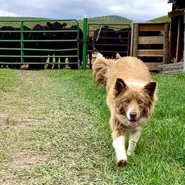 Eva - Border Collie