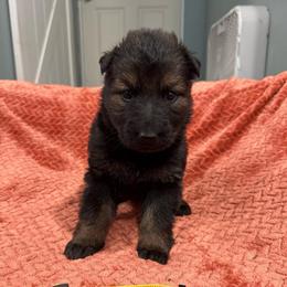 Indy - Sable female German Shepherd puppy in Pennock, Minnesota from Shakopee Creek German Shepherds