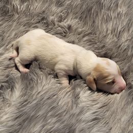 Boy 3 - Piebald male Dachshund puppy in Mesa, Arizona from Diamondback Doxie