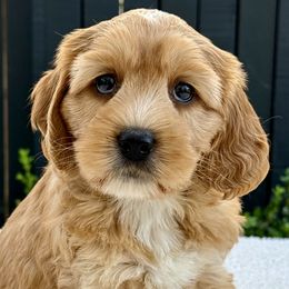 Shasta - Cockapoo puppy from Darby Park Doodles
