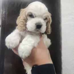 Theodore - Buff and white male Cocker Spaniel puppy in Syracuse, Utah from AKC Comfort Cocker Spaniels Emotional Support Dogs