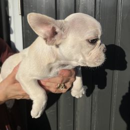 French Bulldog Puppies from Love Bundles