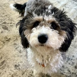 Lady - Bernedoodle