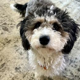 Lady - Bernedoodle