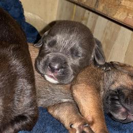 Girl 5 - Gray female Cane Corso puppy in Sienna, Texas from Robinson Elite Corsos