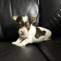 Dodger AKC - Chocolate, tan and white male Yorkshire Terrier puppy in Labelle, Florida from Chocolate and Parti Yorkies in Florida