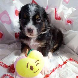 Opal (pink) - Black tri-color female Australian Shepherd puppy in Okeechobee, Florida from Rothsolid Puppies