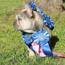 Athena - French Bulldog
