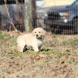 Golden Retriever Puppies from Golden Barnes Kennel