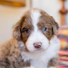 Bunny - female Australian Mountain Doodle puppy in Lafayette, Missouri from Brick House Farm Doodles
