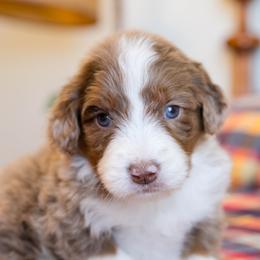 Bunny - female Australian Mountain Doodle puppy in Lafayette, Missouri from Brick House Farm Doodles