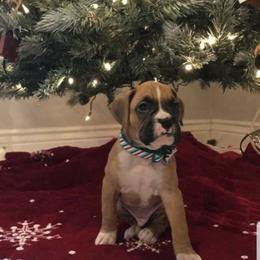 Boxer Puppies from Baton Rouge Boxers