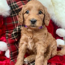 Charlie - Red  female Goldendoodle puppy in Boise, Idaho from Goldendoodle Baby