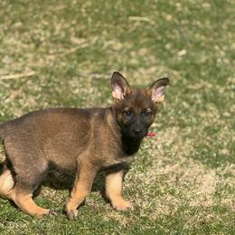 Ms. Pink - Sable female German Shepherd puppy in Berlin, Wisconsin from Gypsy Miracle Kennels