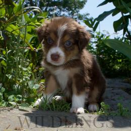 Badger- Black Collar - Red tri-color male Australian Shepherd puppy in Newport, Rhode Island from Wildlings Australian Shepherds
