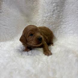 Milo - Apricot male Goldendoodle puppy in Wever, Iowa from JK Royal Lines