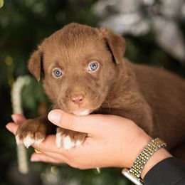 Pink Collar - Red & white female Australian Shepherd puppy in Lilburn, Georgia from Criollo Australian Shepherds