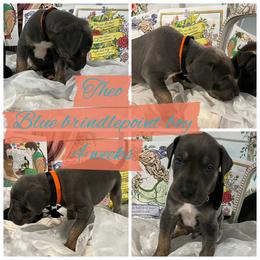Theo - Blue male Great Dane puppy in Logan, West Virginia from Zealous Danes