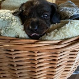 Dachshund Puppies from The Bloomin Dachshund