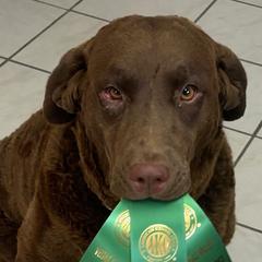 CJ - Chesapeake Bay Retriever