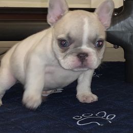 French Bulldog Puppies from Monarchy's Finest French Bulldogs