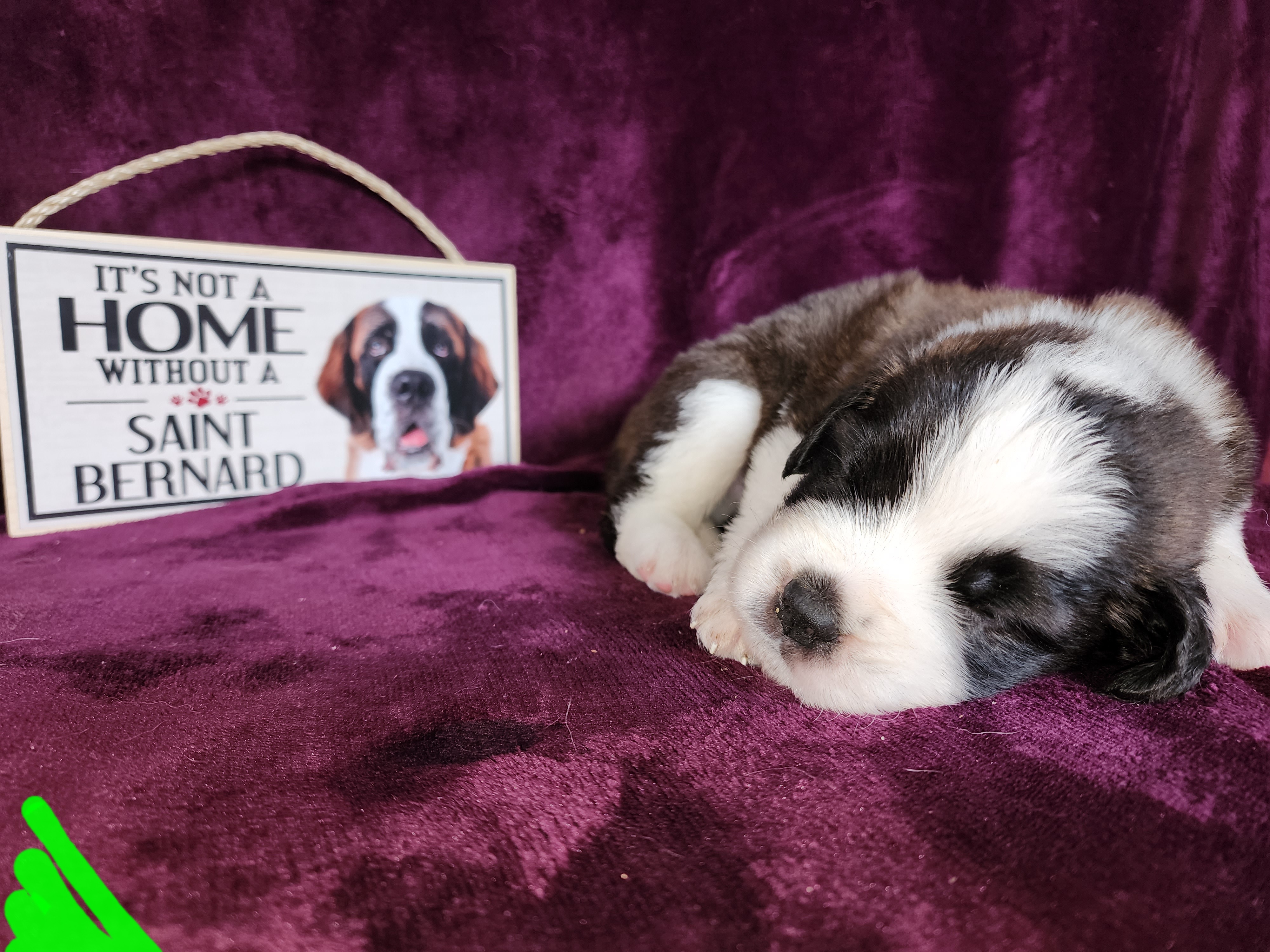 Saint Bernard Puppies from Tonya Tate's Saint Bernards
