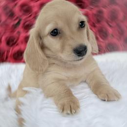 Cutter ee red longhair - Red male Dachshund puppy in Richmond, Virginia from Irresistible Dachshunds & Cavaliers