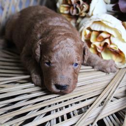 Girl 2 - Red  female Goldendoodle puppy in Belgreen, Alabama from Scott’s Farm Poodles and Doodles