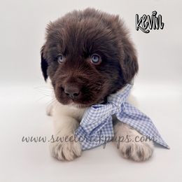 Kevin - White and brown male Newfoundland puppy in Cambridge, Ohio from Sweet Creek Pups