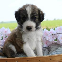 Sully - Sable male Bordoodle puppy in Ashland, Ohio from Cherry Blossom Doodles